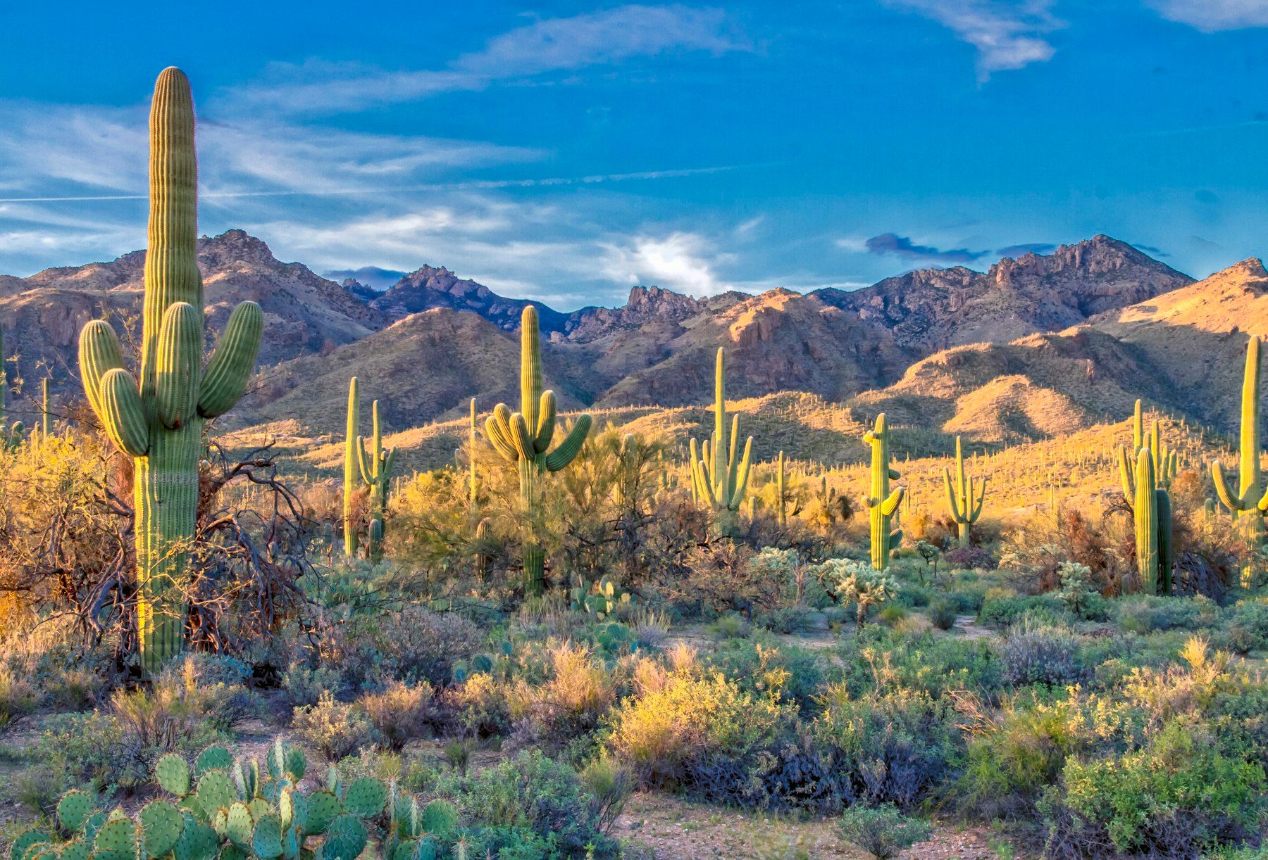 Saguaros y montañas en el desierto de Arizona